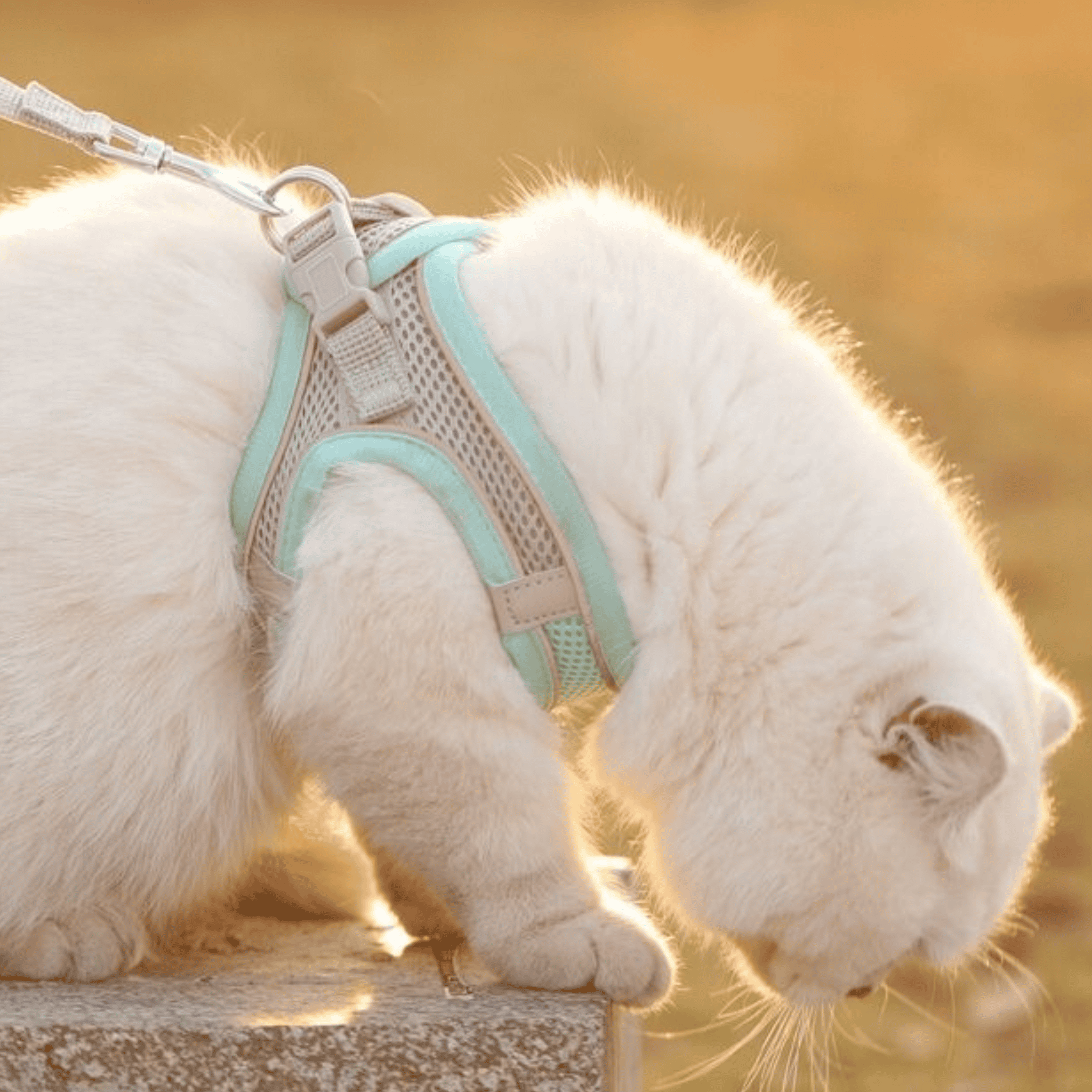 Verstelbaar Katten T-shirt – Ademend Mesh Veiligheidsontwerp voor Buitenavonturen, Ontsnappingsbestendig en Volledig Verstelbare Pasvorm