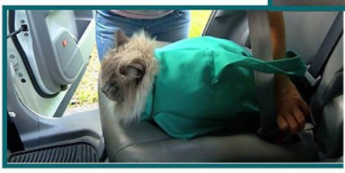 PurrfectTravel | Verzorgingstas en Reistas