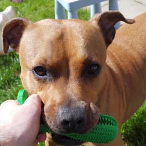 Duurzaam Hondentandenborstel Speelgoed – Sterk Natuurrubber Kauwspeelgoed voor Tandheelkundige Gezondheid en Frisse Adem