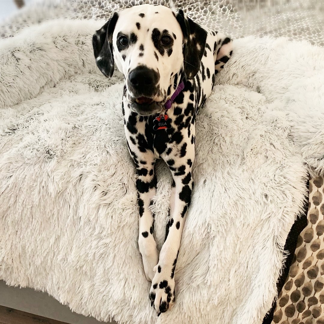 PawsyPillow | Wasbaar, warm en waterdicht herfstkussen voor je hond