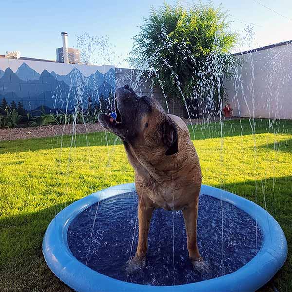 DogSplash | Lang leve de plezier voor je viervoeter!