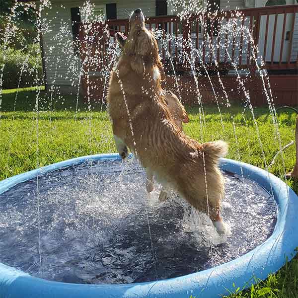 DogSplash | Lang leve de plezier voor je viervoeter!