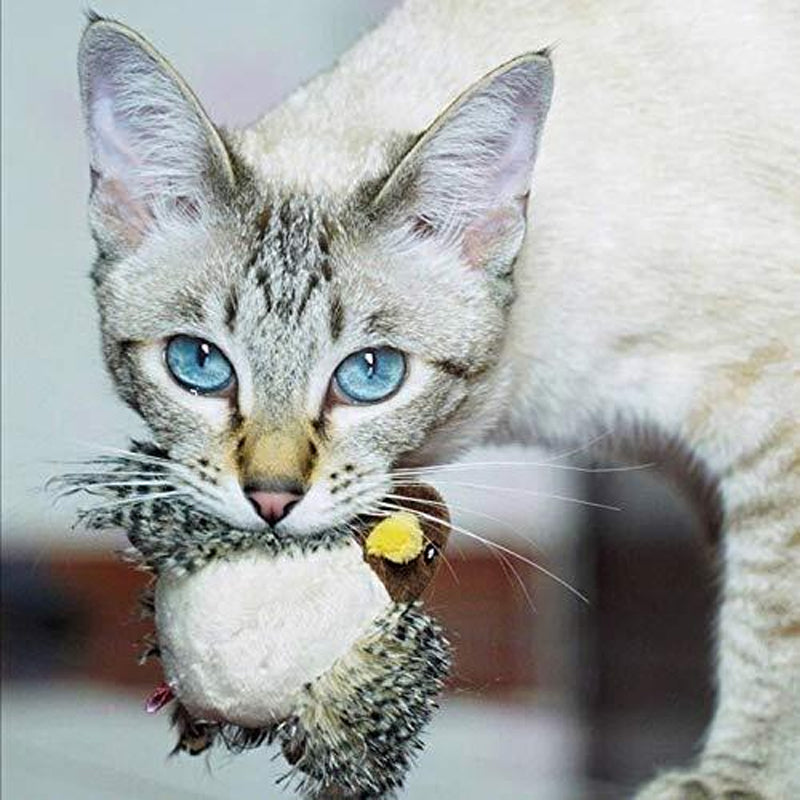 BirdyPurr - De veilige speelkameraad voor uw kat!
