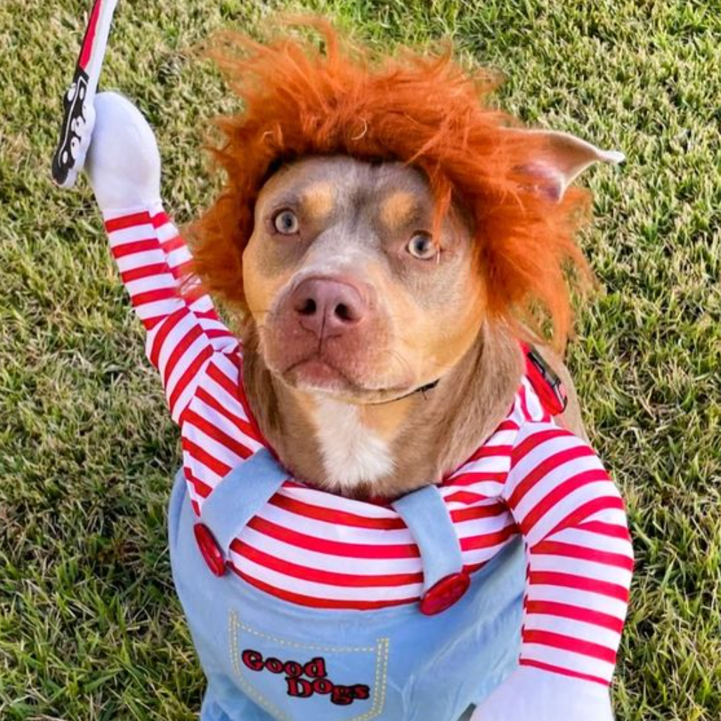 Halloween Hond Kostuum Grappige Huisdier Outfit