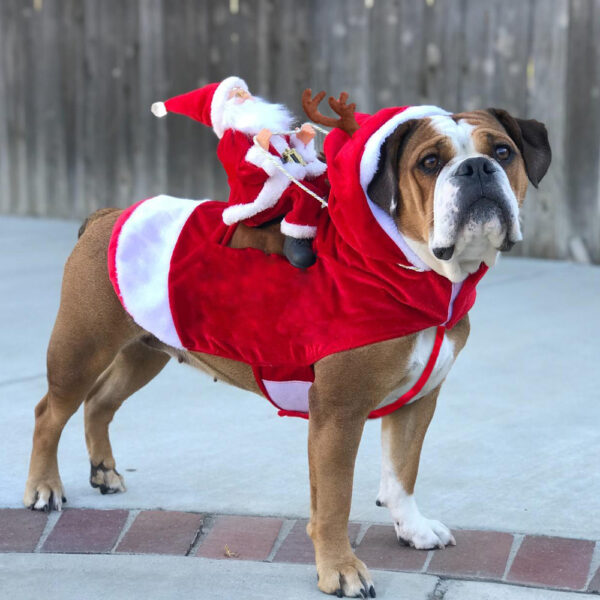 HollyPaws - knus, verstelbaar kerstoutfit voor honden