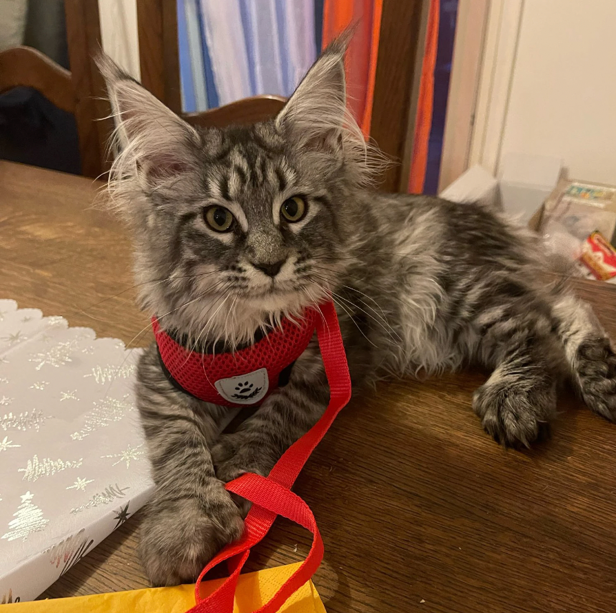 Comfortabele Kat Harnas en Leash Set, Verstelbaar Ademend Ontwerp voor Veilige Buitenavonturen – Beste Kat Harnas voor Kittens en Katten