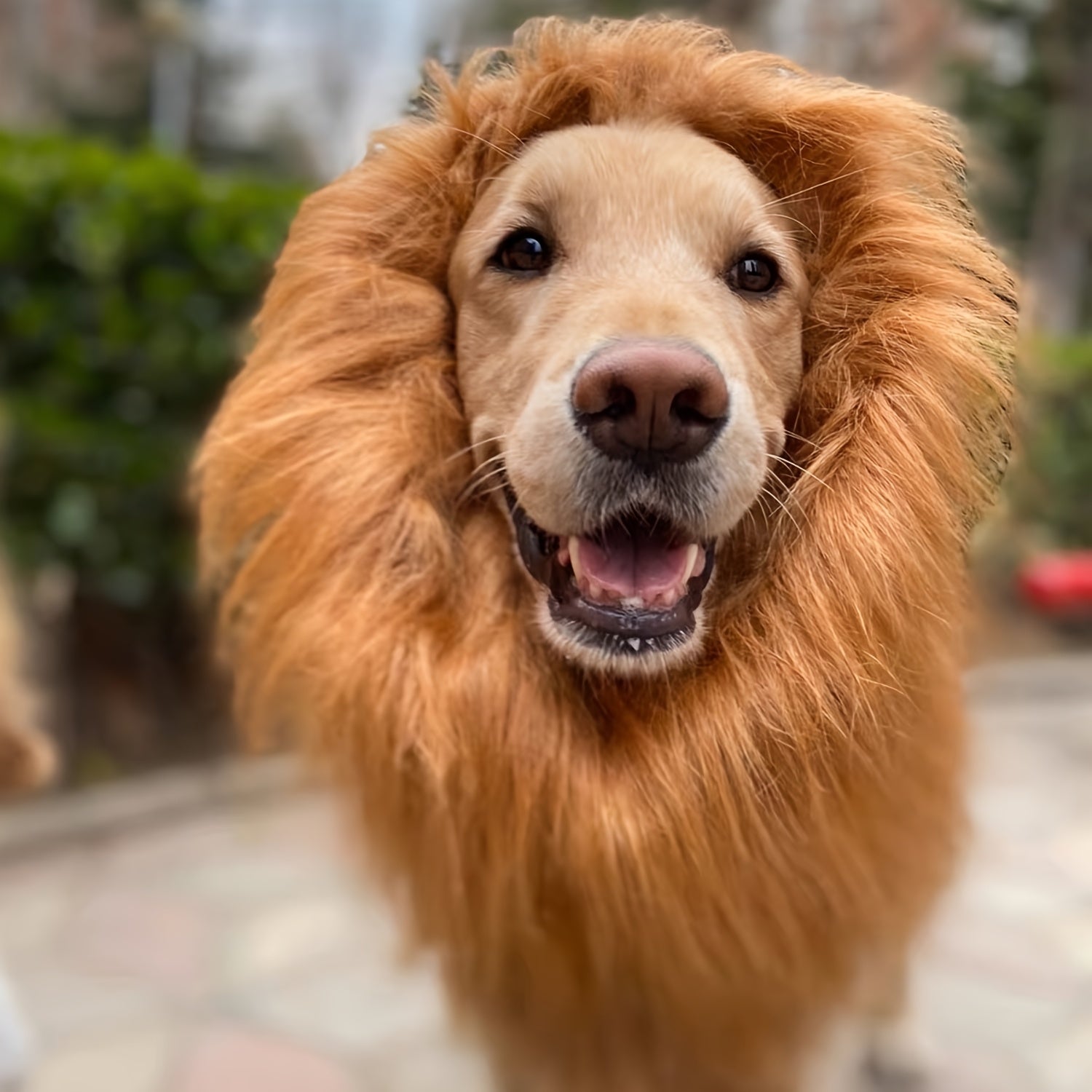 Hond Realistische Leeuwenmanen Halloween Kostuum | Verstelbaar Lichtgewicht