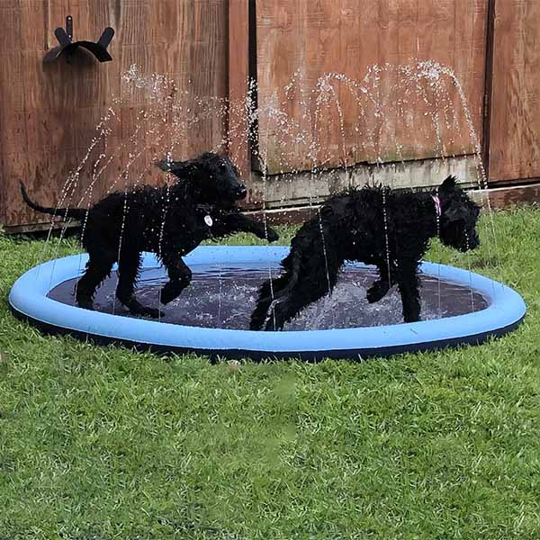 DogSplash | Lang leve de plezier voor je viervoeter!