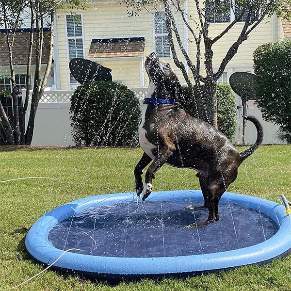 DogSplash | Lang leve de plezier voor je viervoeter!